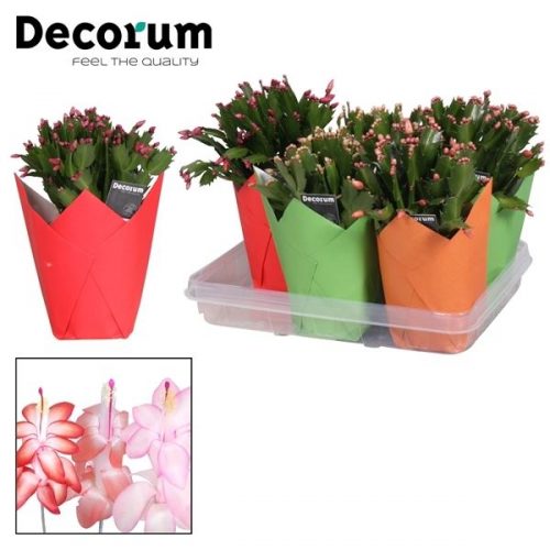 Schlumbergera mix