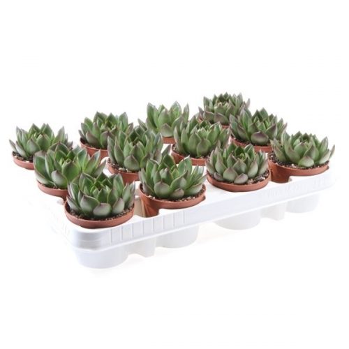 Echeveria costarii ec8037