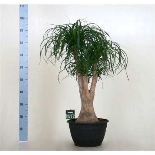 Beaucarnea recurvata