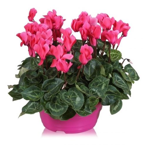 Cyclamen ton sur ton in roze schaal