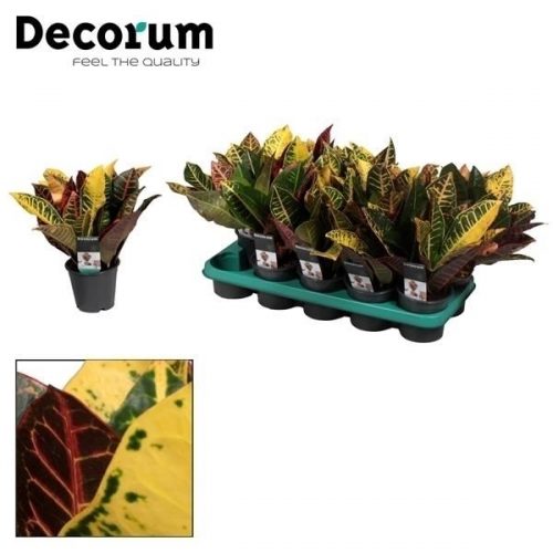 Codiaeum variegatum petra		-	10	-	Adet