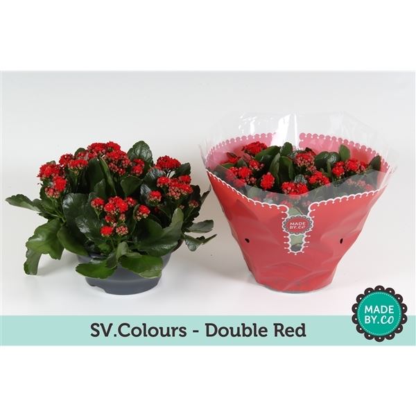 Kalanchoe rosalina rood 1 Kalanchoe rosalina rood