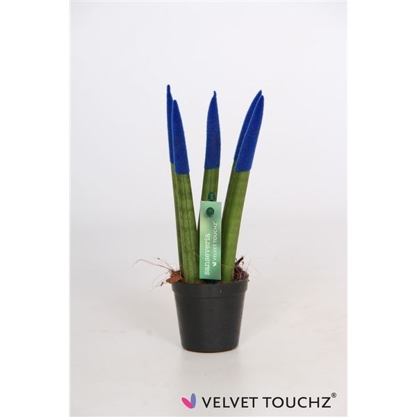 Sansevieria cylindrica spaghetti velvet svt06zk06 1 Sansevieria cylindrica spaghetti velvet svt06zk06