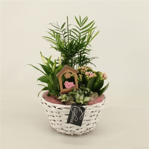 Bacr-2012rz basic creatie	-	3	-	Adet
