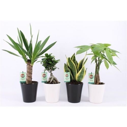 Kamerplanten amazone mix