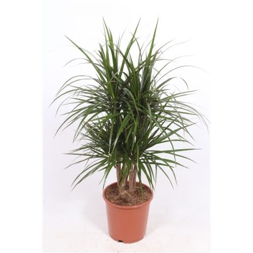 Dracaena marginata