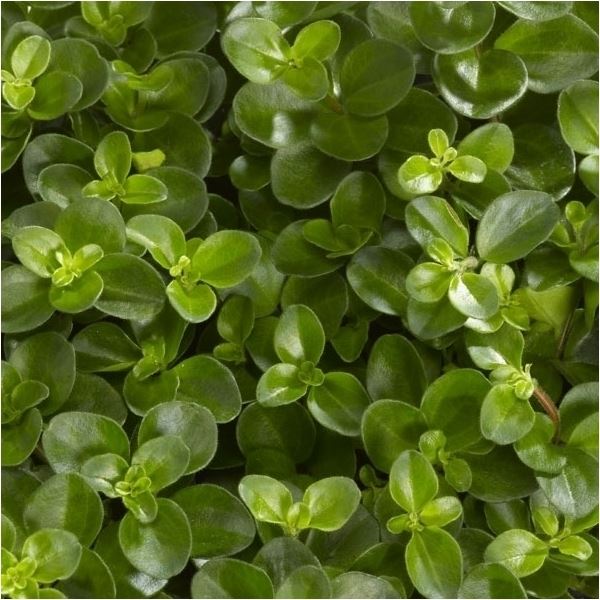 Peperomia rotundifolia 1 Peperomia rotundifolia
