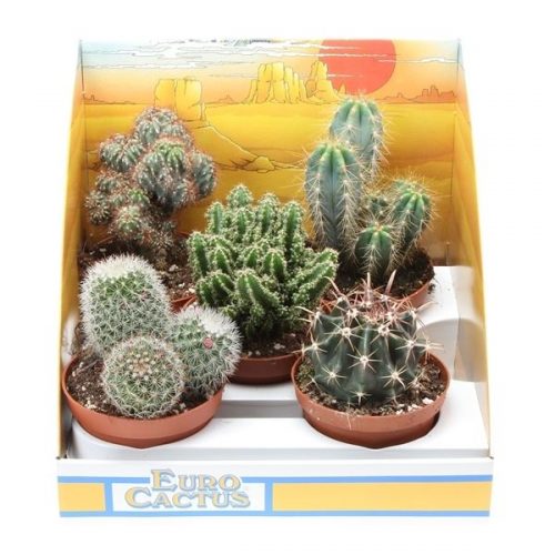 Cactus mix in showdoos pv10001