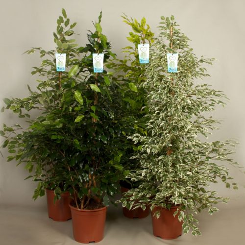 Ficus benjamina mix kar