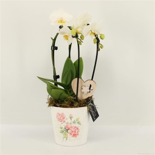 Phalrm-2018w romantic phalaenopsis	-	6	-	Adet