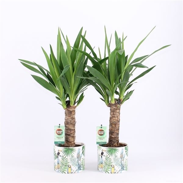 Yucca 1 Yucca