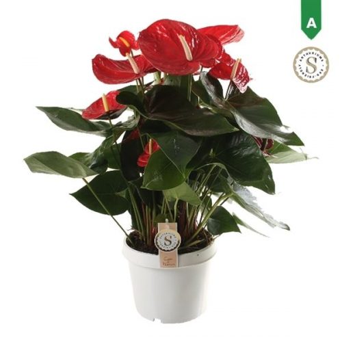 Anthurium andr. royal champion