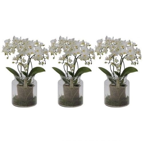 Phalaenopsis multiflora kolibri liberty 14970lib