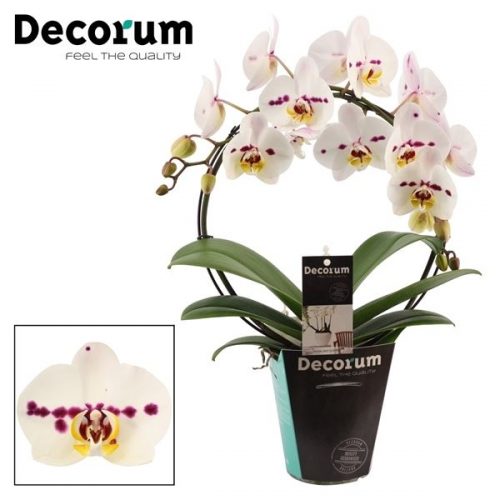 Phalaenopsis spottion boog