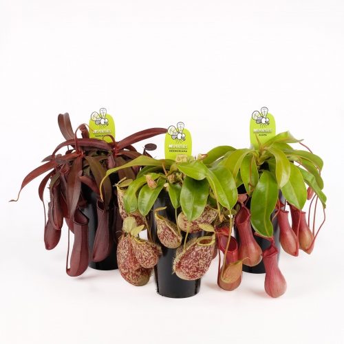 Nepenthes mix