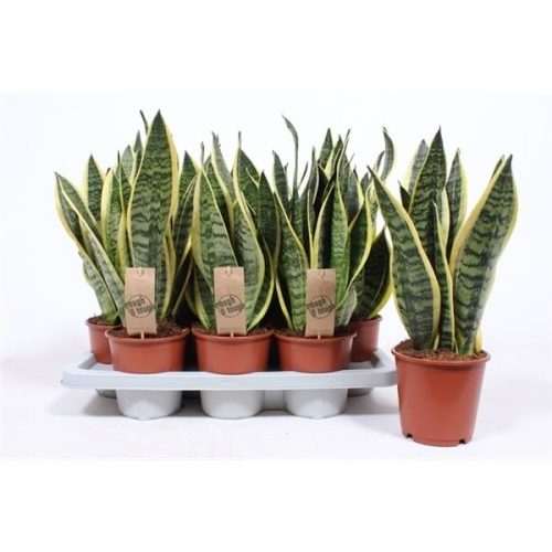 Sansevieria trifasciata superba