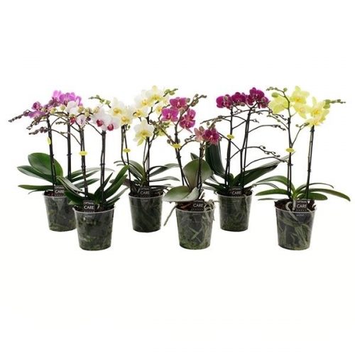 Phalaenopsis multiflora mix