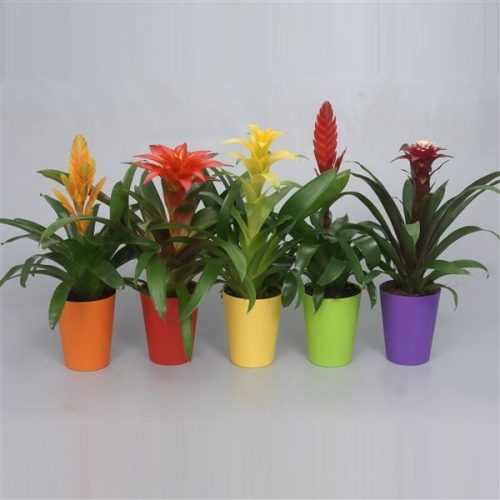 Bromelia mix