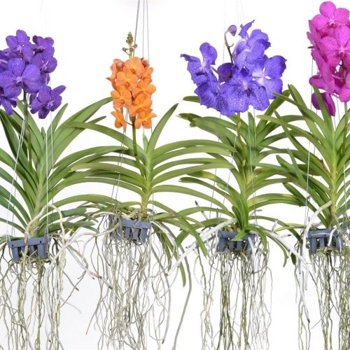 Vanda mix m