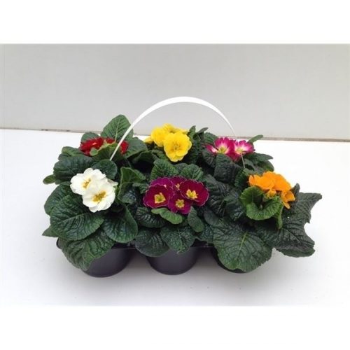 Primula acaulis mix