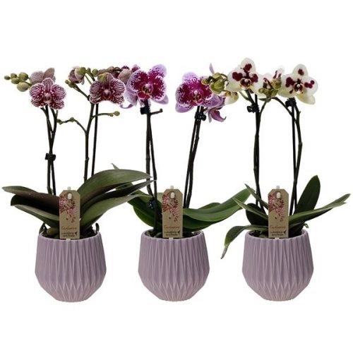 Phalaenopsis multiflora kolibri mix 12960exp