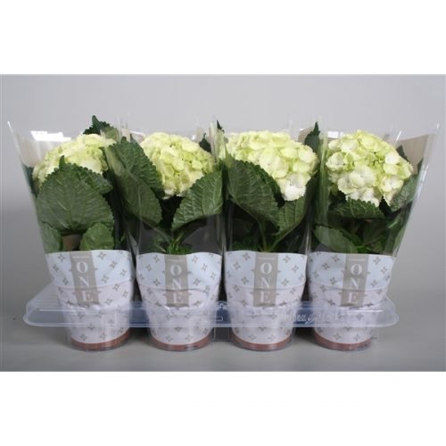 Hydrangea macr. one pink