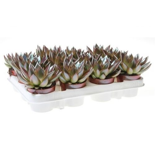 Echeveria miranda rainbow chameleon green to red
