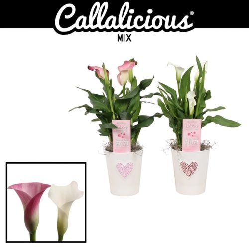 Zantedeschia mix in ompot britt moe