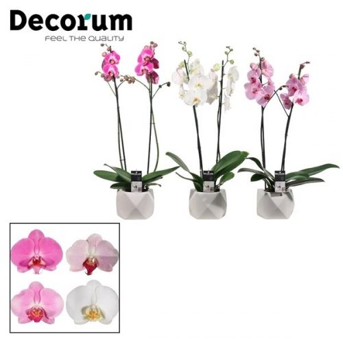 Phalaenopsis mix p2tdpn	 2 tak in nevada wit	-	3	-	Adet