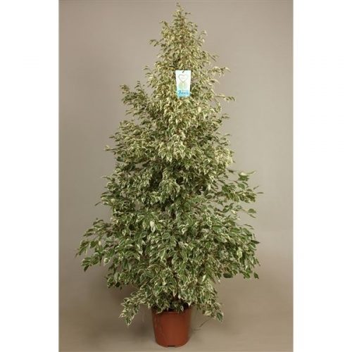 Ficus benjamina profit