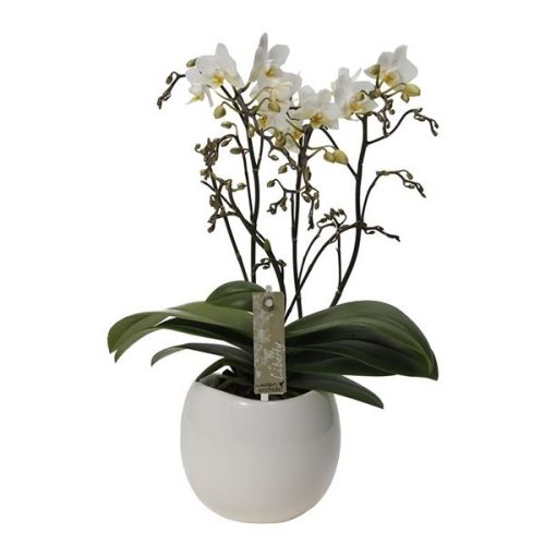 Phalaenopsis multiflora kolibri liberty 13620lib