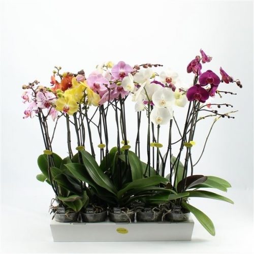 Phalaenopsis mix