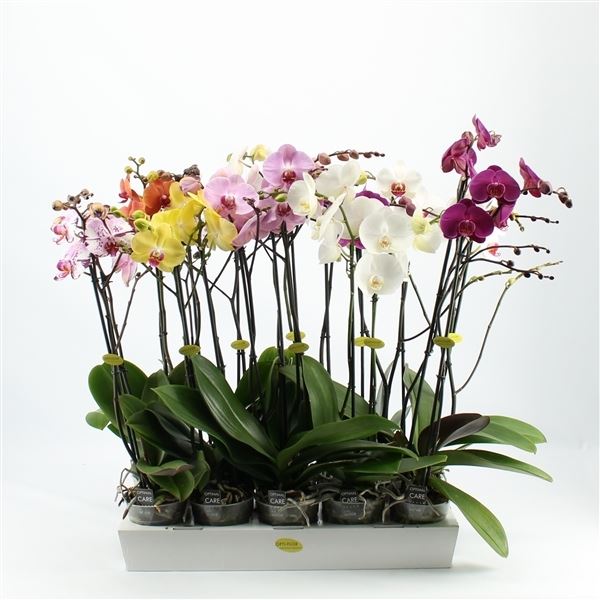 Phalaenopsis mix 1 Phalaenopsis mix