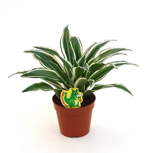 Dracaena fragr. compacta white jewel