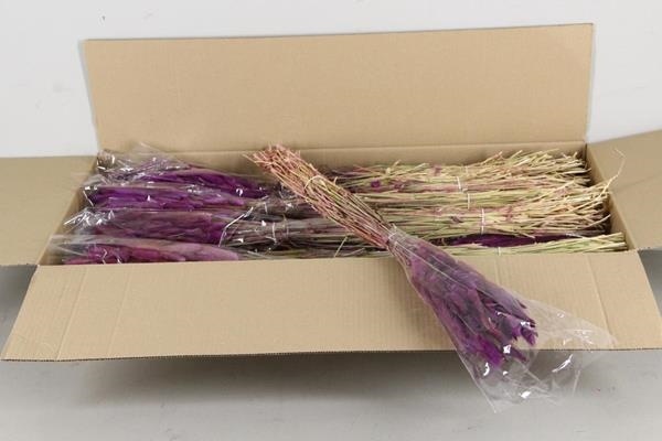 Df Lagurus 100g Milka - Decoratiemateriaal (h%)