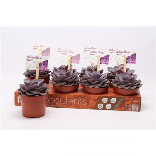 Echeveria purple pearl