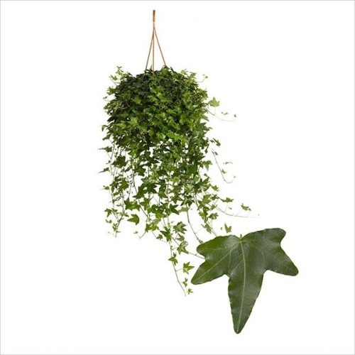 Hedera helix jacobine