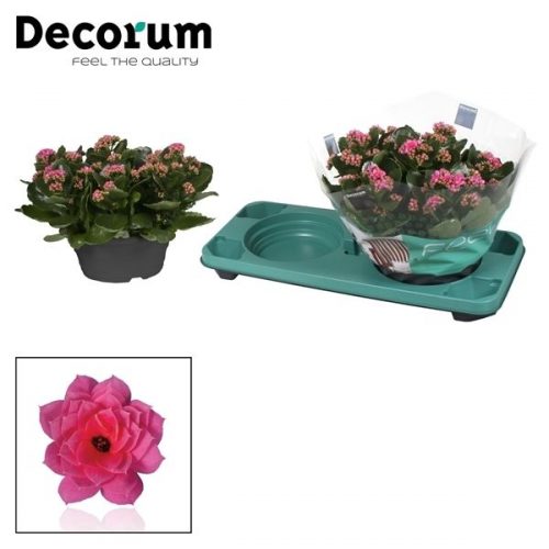Kalanchoe calandiva roze