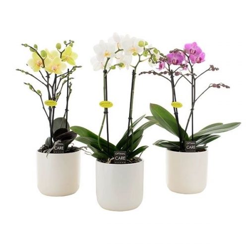 Phalaenopsis multiflora mix mg2k