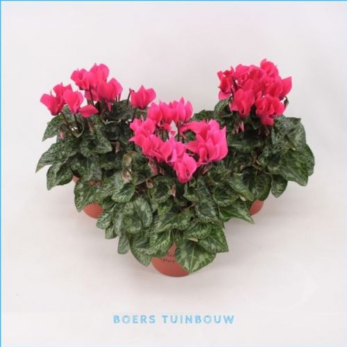 Cyclamen ss compact neon roze