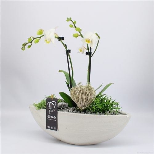 Phal-2004w phalaenopsis creatie	-	3	-	Adet