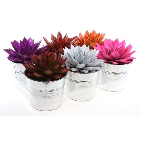 Echeveria miranda rainbow zinkpot