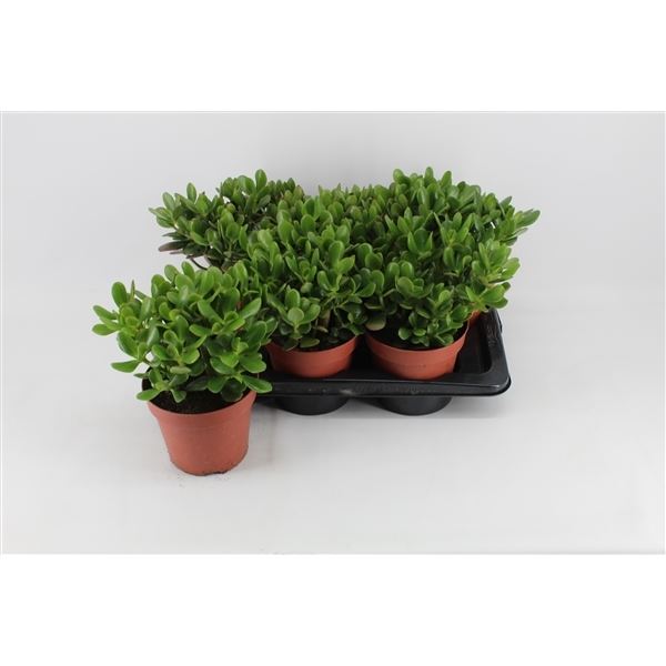 Crassula ovata