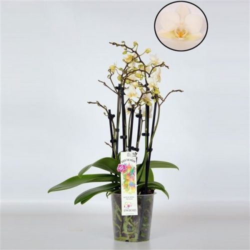 Phalaenopsis multiflora soft cloud