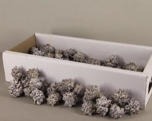 Spidergum knobs box (100p) - Spidergum knobs box (100p)