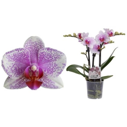 Phalaenopsis multiflora kolibri rotterdam