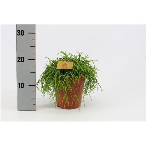 Rhipsalis cashero