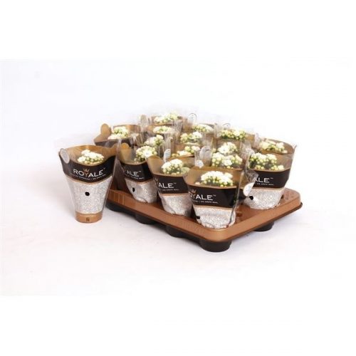 Kalanchoe rosalina wit royale