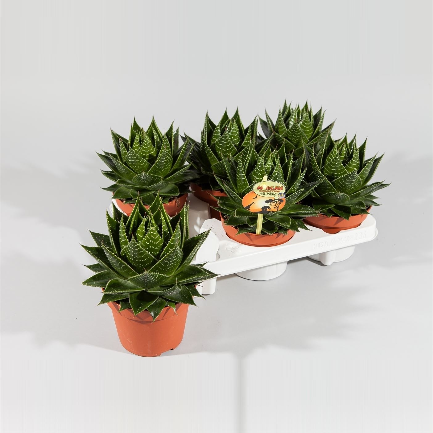 Aloe cosmo 1 Aloe cosmo