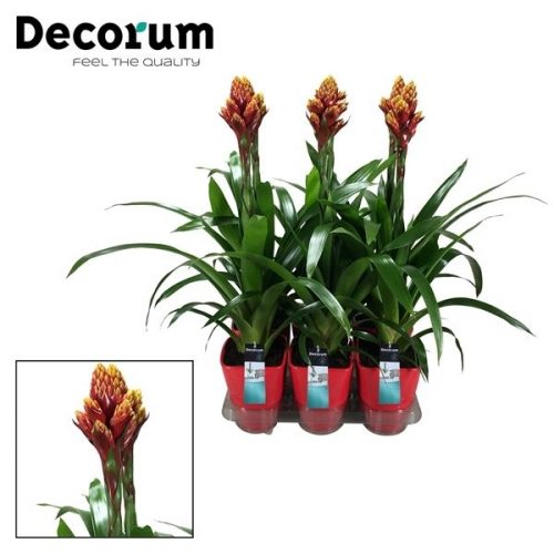 Guzmania mixxta oranje geel	 in orangele	-	6	-	Adet